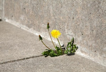 Dandelion growing through a crack in concrete.