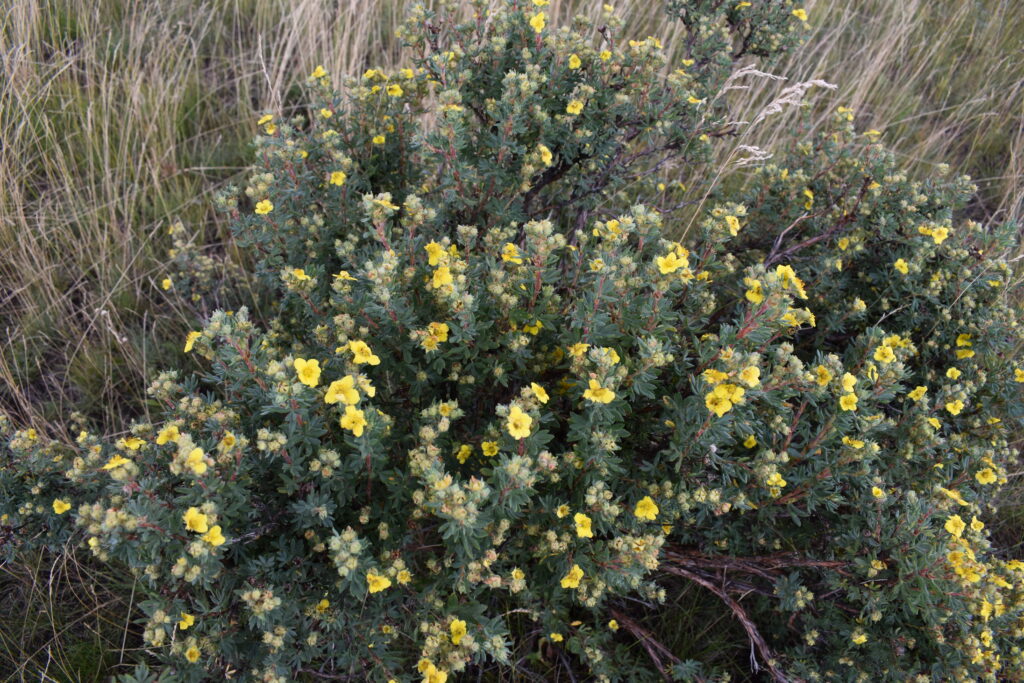 Photo of shrubby cinquefoil.