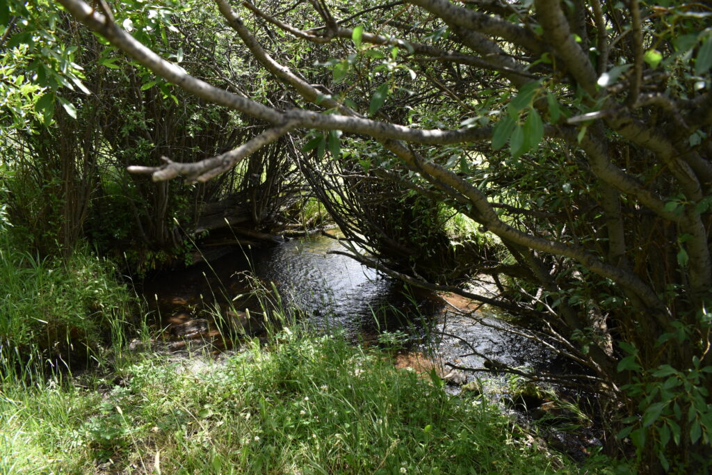 Photo of a Wyoming creek.