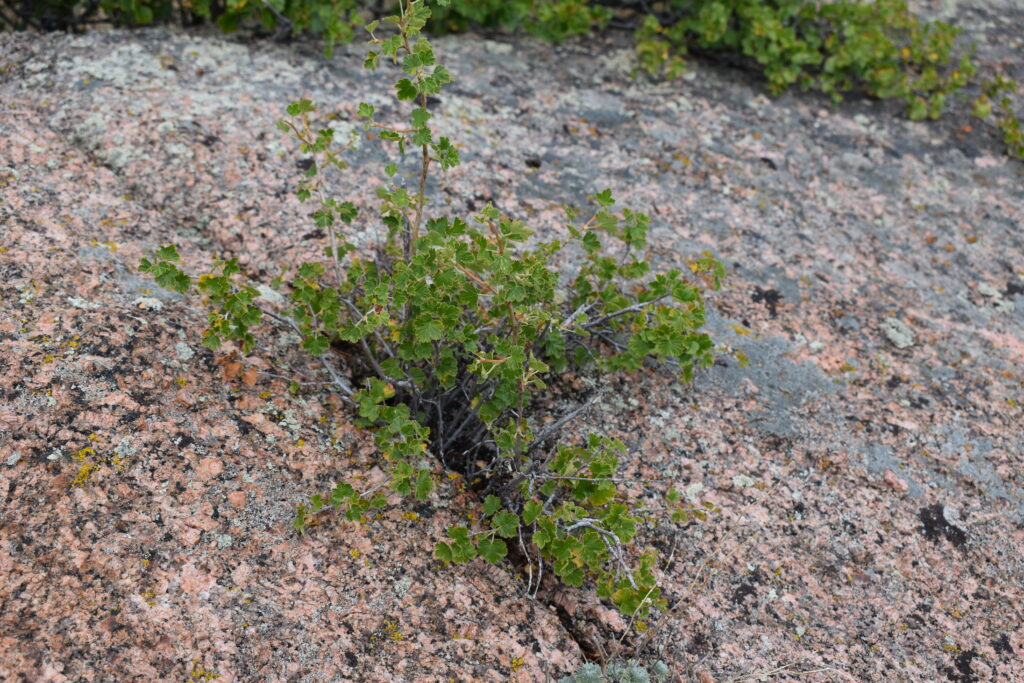 Photo of a current bush growing in a crack in a boulder.